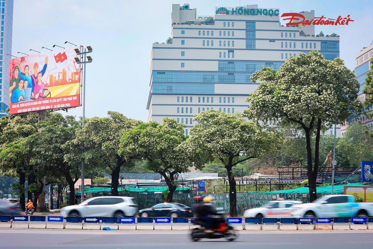 Mỗi độ thu về, những hàng cây hoa sữa trên đường Mỹ Đình, Mễ Trì lại bung nở, tỏa hương thơm đặc trưng, tạo nên dấu ấn riêng cho phố phường Hà Nội trong những ngày giao mùa.