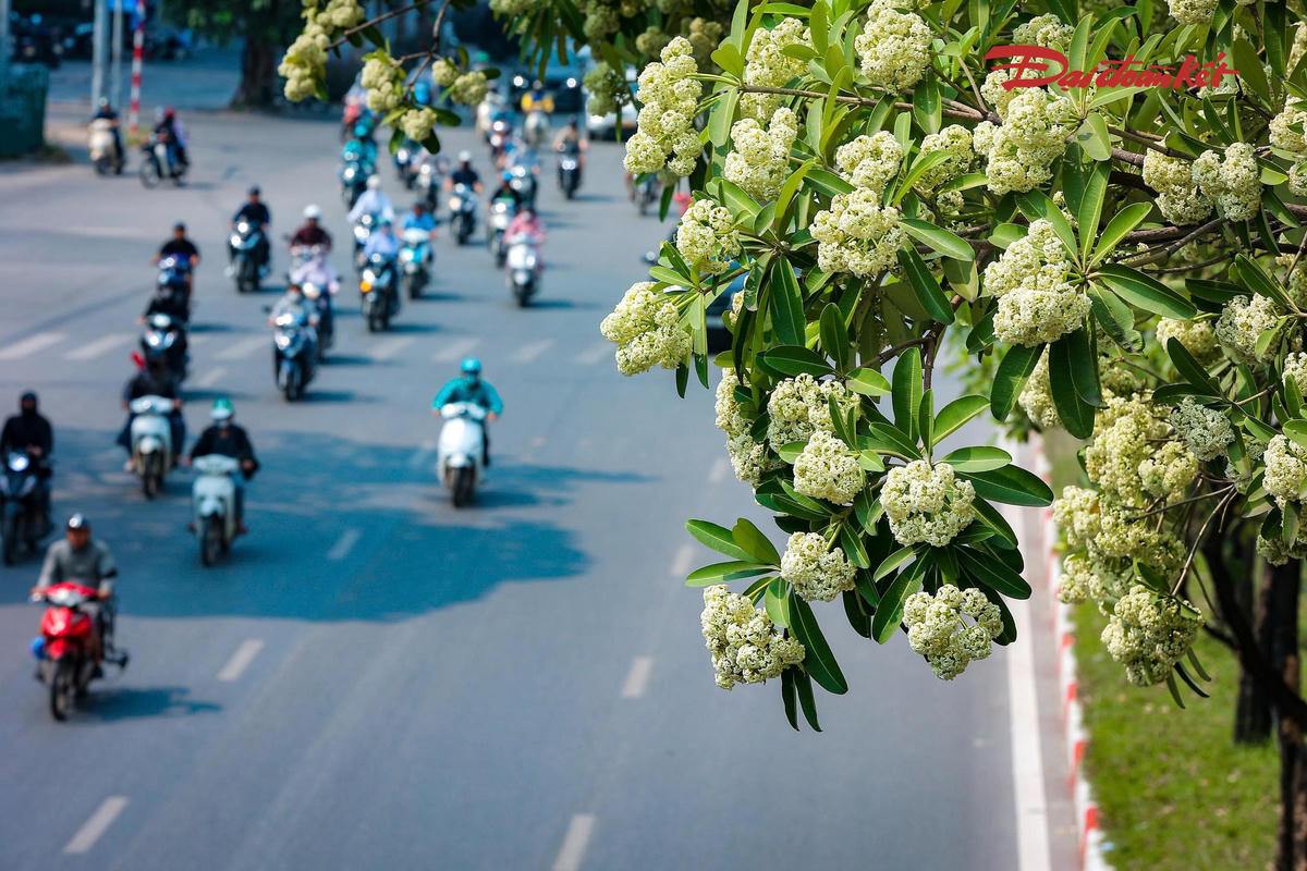 Giữa nhịp sống đô thị vốn hối hả, hương hoa sữa trở thành một phần ký ức của nhiều người Hà Nội.