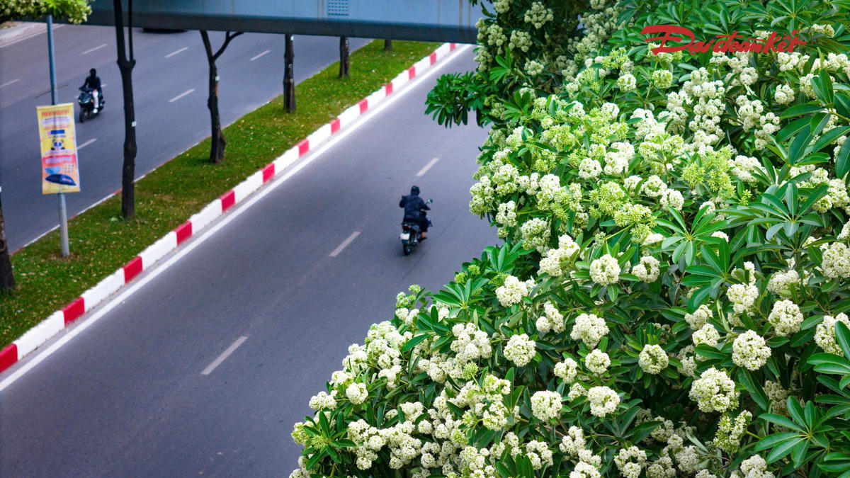 Chỉ cần đi qua những con đường có hàng cây đang vào mùa nở hoa, người ta có thể dễ dàng nhận ra sự chuyển mùa.
