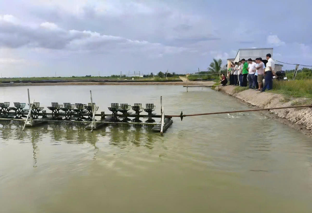 Mô hình nuôi cá rô phi đơn tính của anh Lâm Phát Thuận ở ấp Vĩnh Thành, xã Hòa Bình, tỉnh Cà Mau. Ảnh: Nguyên Du