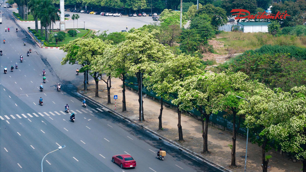 Với những người yêu thích, hương hoa sữa là một phần không thể thiếu của mùa thu. Mùi hương gợi sự thân thuộc, mang đến cảm giác bình yên giữa phố phường đông đúc. Những hàng cây nở hoa cũng góp phần tạo nên nét đặc trưng cho cảnh quan đô thị trong thời điểm giao mùa.