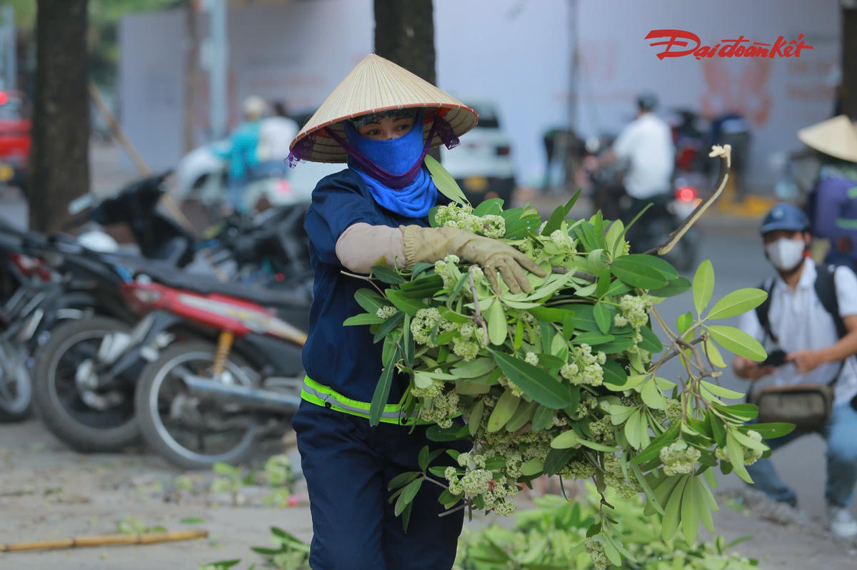 Lực lượng công nhân cũng huy động xe chuyên dụng để cắt tỉa hoa sữa tại những vị trí có mật độ hoa lớn. 