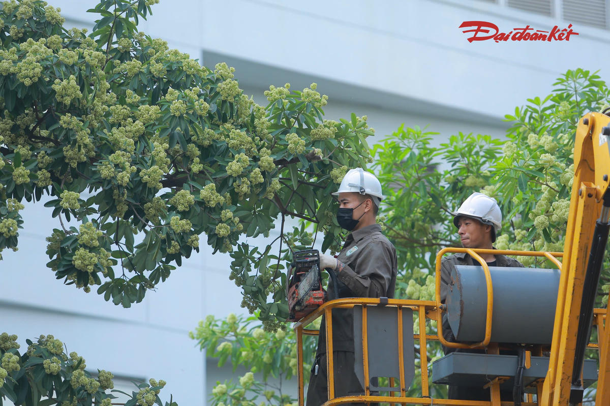 Theo thống kê, đợt này Hà Nội tiến hành cắt tỉa 992 cây hoa sữa trên 13 tuyến đường, phố. Trong đó, đường Hồ Tùng Mậu có số lượng cây cần xử lý nhiều nhất với 179 cây, tiếp đến là phố Lê Thanh Nghị với 170 cây, phố Trung Hòa với 139 cây và đường Lê Quang Đạo với 125 cây.