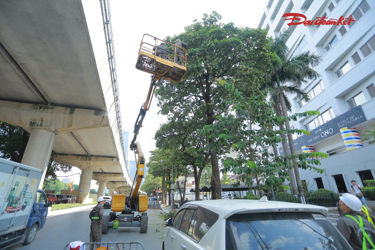 Tại khu đô thị Trung Hòa - Nhân Chính có 99 cây được cắt tỉa, đường Tân Mai có 98 cây và đường Nguyễn Duy Trinh có 80 cây. Các tuyến phố Trần Phú, Quang Trung thuộc phường Hà Đông, Đào Tấn, Kim Mã, Nguyên Hồng và Hoàng Như Tiếp cũng nằm trong kế hoạch triển khai.