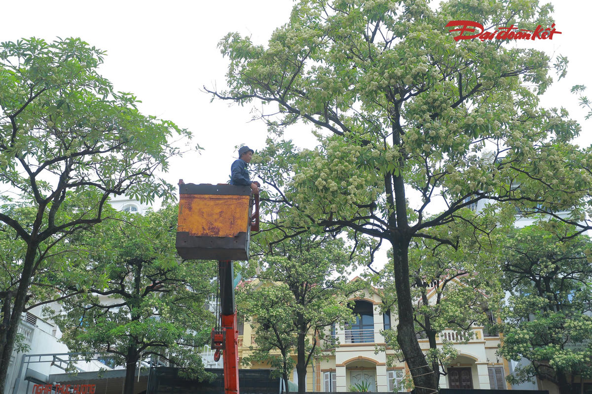 Sáng 16/10, các đơn vị chuyên môn cùng công nhân cây xanh Hà Nội triển khai cắt tỉa hoa sữa tại nhiều tuyến đường, phố có mật độ cây dày, hoa nở rộ và tỏa hương nồng.