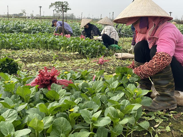 Sản xuất rau theo tiêu chuẩn VietGAP, thu nhập bình quân có thể đạt từ 450 triệu đồng đến 500 triệu đồng/ha/năm khi đầu ra thuận lợi. Ảnh: An Khuê