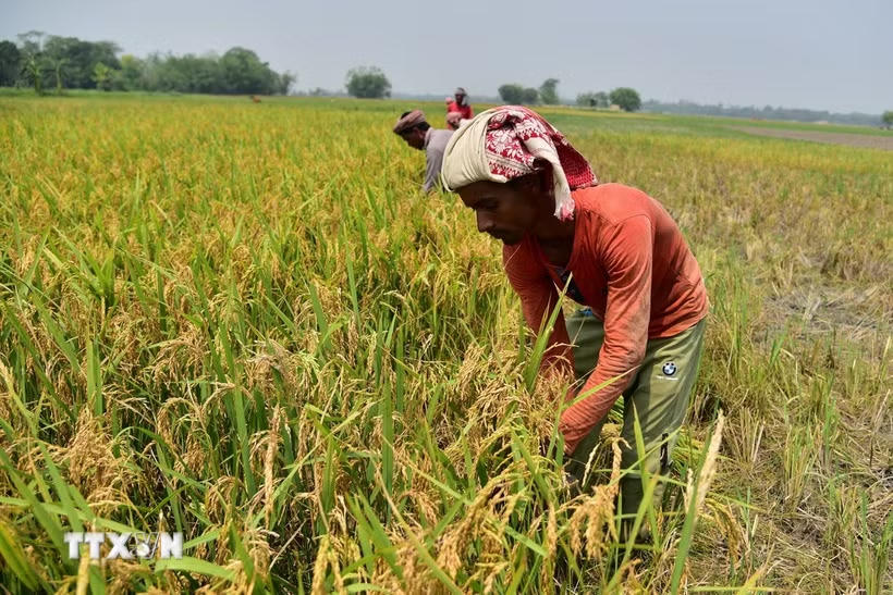 Nông dân thu hoạch lúa trên cánh đồng tại Nagaon, bang Assam, Ấn Độ.
