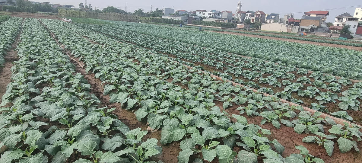 Nâng tầm giá trị nông sản từ khoa học công nghệ