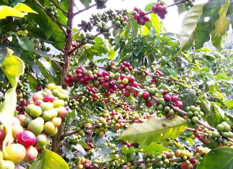 Đưa cà phê đặc sản tiếp cận thị trường quốc tế