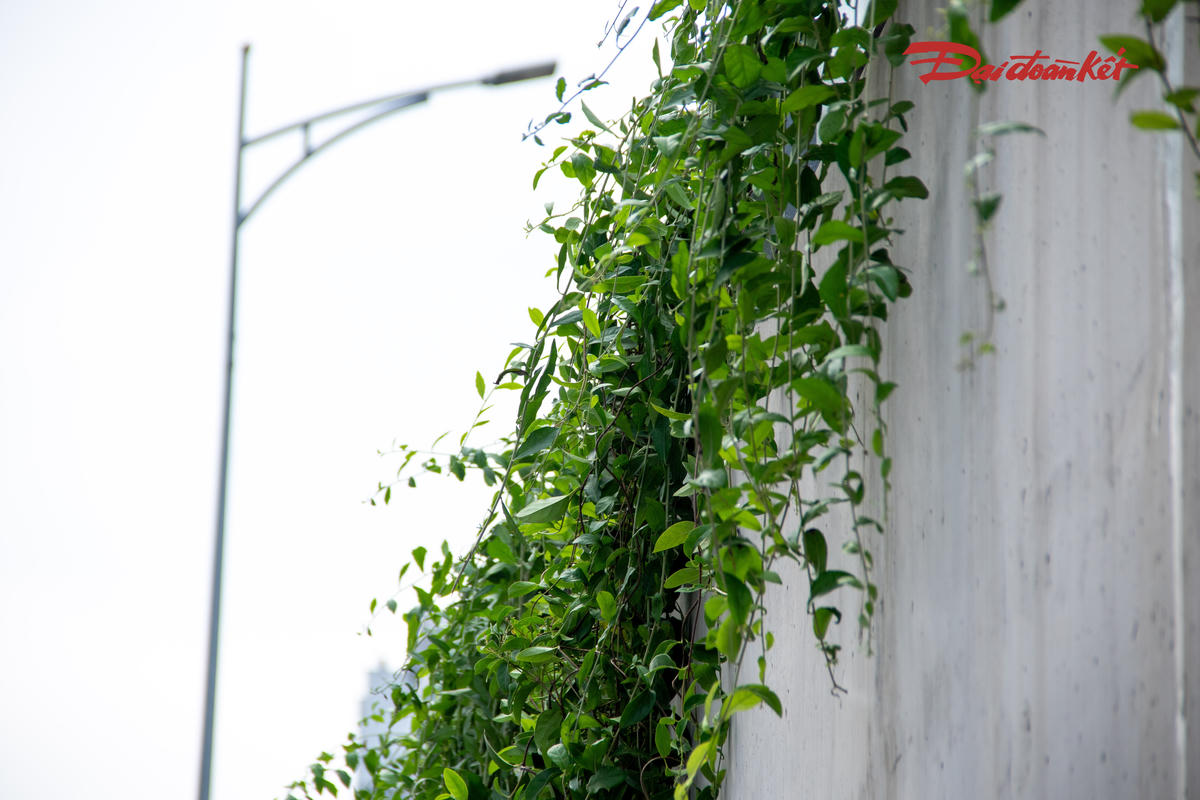 Khác với cách trồng cây thông thường trên vỉa hè hay dải phân cách, cây tại khu vực này được lựa chọn để phát triển theo hướng buông rủ xuống mặt trong thành hầm. Khi cây sinh trưởng, những tán lá sẽ phủ dần bề mặt thành hầm, tạo điểm nhấn xanh cho không gian giao thông bên dưới.