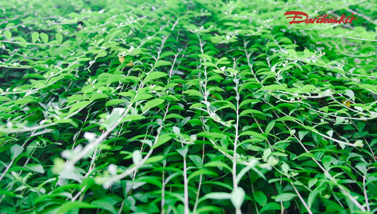 Theo phương án thiết kế, trong giai đoạn đầu, chiều dài phần cây rủ được khống chế khoảng 2-3 m. Cây sẽ được cắt tỉa định kỳ nhằm bảo đảm không cản trở phương tiện lưu thông, che khuất biển báo, hệ thống chiếu sáng và các thiết bị kỹ thuật.