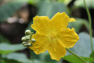 Bóng chim vườn cũ