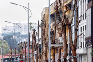 Hà Nội: Loạt cây xanh có dấu hiệu chết khô trên tuyến đường trăm tỷ mới được khai thác