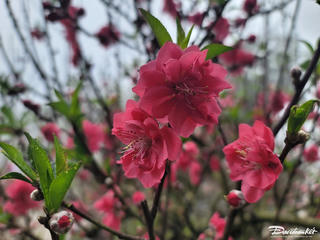 Đào Nhật Tân khoe sắc trong sương mờ