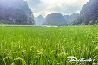 Thúc đẩy liên kết trong sản xuất lúa chất lượng cao