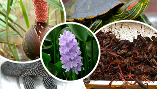 Mối nguy hại từ sinh vật ngoại lai