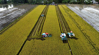 Nâng sức cạnh tranh cho gạo Việt