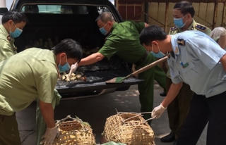 Xử lý nghiêm các trường hợp vận chuyển trái phép gia cầm, sản phẩm gia cầm qua biên giới