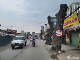 Hà Nội: Người dân tiếc nuối khi hàng cây cổ thụ bị chặt để mở rộng đường