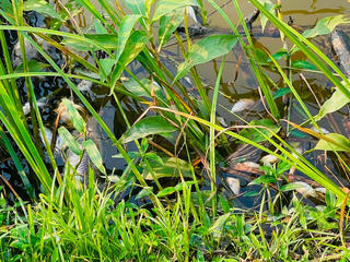 Cá trên sông Ô Giang chết chưa rõ nguyên nhân: Người dân mua nước đóng bình sử dụng