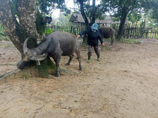 Trâu bò chết hàng loạt, người dân gặp khó
