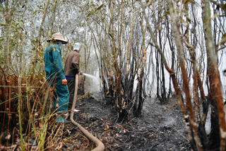 Căng mình phòng, chống cháy rừng