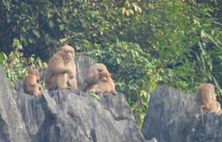 Xuất hiện đàn khỉ mốc quý hiếm ở vùng núi Thiết Sơn