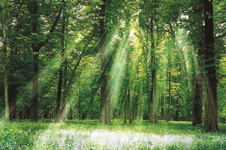 Khúc hát giữa núi rừng