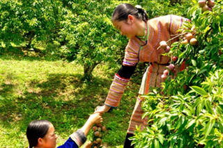 Bắc Hà mùa mận chín