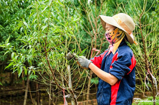 Người dân làng đào Nhật Tân tất bật vào mùa tuốt lá