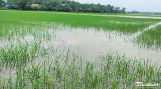 Quảng Nam: Mưa lớn gây ngập hơn 15.800 ha hoa màu