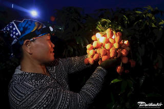 Chong đèn thu hoạch vải