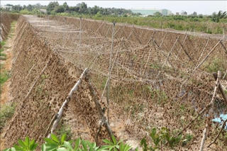 Nắng nóng kéo dài, hơn 1.400 hộ dân Bình Phước thiếu nước