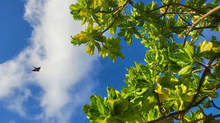 Sức sống xanh ở Trường Sa