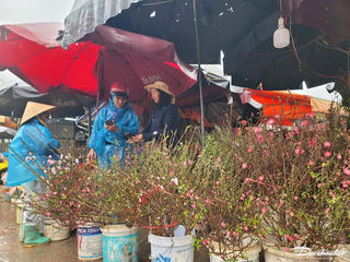 Chiêm ngưỡng hoa đào Nhật Tân khoe sắc trước Tết Nguyên đán một tháng