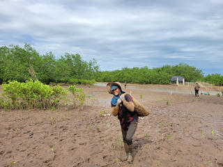 Thấy gì từ các dự án trồng rừng ngập mặn?