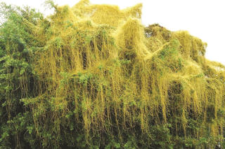 Vân vi cùng tơ hồng