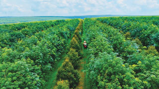 Công ty cổ phần Cao su Đắk Lắk vượt khó vươn lên phát triển bền vững