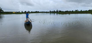  Mưa lớn ở Cà Mau, hàng chục ngàn ha lúa tôm, hoa màu ngập úng