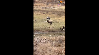 Báo hoa mai hạ gục linh dương to gấp 3 lần trong nháy mắt