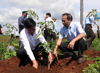 Dự án trồng cây cao su xen cà phê sẽ tạo việc làm cho hàng trăm lao động địa phương