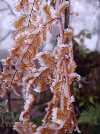 Bắc Bộ mưa rét, vùng núi cao khả năng xảy ra băng giá