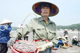 Làm sá sùng khô - món quà Tết đắt như vàng