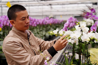 Cận cảnh vườn lan hồ điệp được đầu tư hơn chục tỷ đồng ở Hà Tĩnh