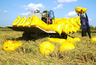 Gạo xuất khẩu: Nâng chất, nâng giá trị để giữ vững thị trường