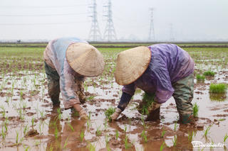 Đội mưa đi cấy thuê