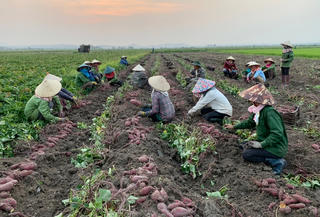 Khi khoai lang xuất khẩu chính ngạch