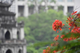 [ẢNH] Không gian phố đi bộ Hồ Gươm rực rỡ sắc hoa phượng vĩ, bằng lăng