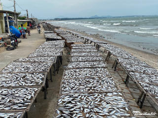 Nhộn nhịp làng khô cá Phan Rí Cửa