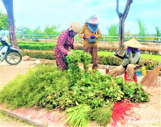 Quảng Nam: Người dân hái 'lá mùng 5' phục vụ Tết Đoan Ngọ